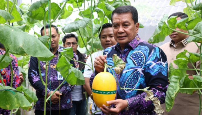 Bupati Tangerang Panen Melon Hidroponik Terpadu di Curug Wetan