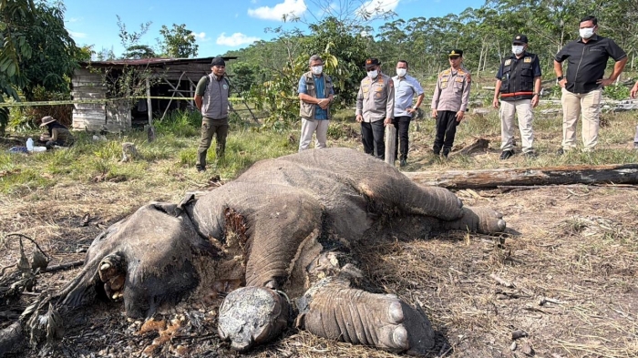 Kasus Anak Gajah Mati di TNTN, Ditreskrimsus Polda Riau Tetapkan Pemilik Lahan sebagai Tersangka