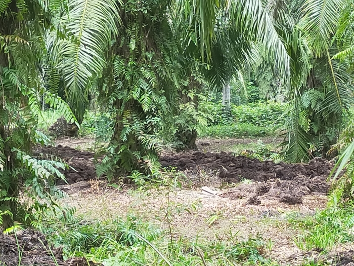 Bau Menyengat Limbah Tankos Ganggu Warga Pangkalan Batang Barat, Lalat Serbu Permukiman