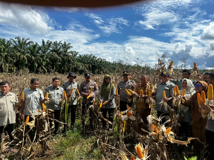 Dukung Program Asta Cita, Kapolsek Rambah Hilir Kawal Panen Jagung